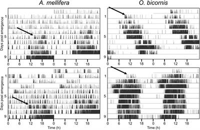 Post-embryonic Development of the Circadian Clock Seems to Correlate With Social Life Style in Bees